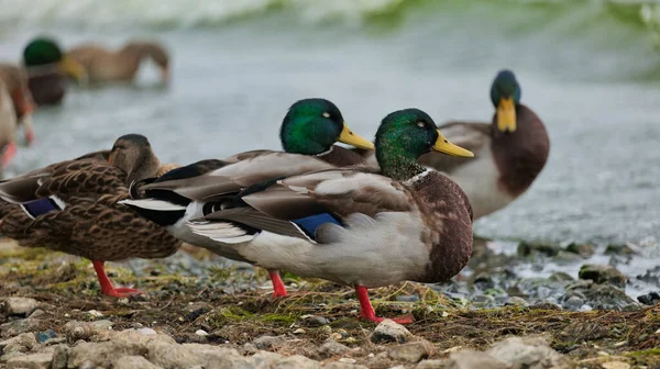 Les Canards Dans Étang — Photo