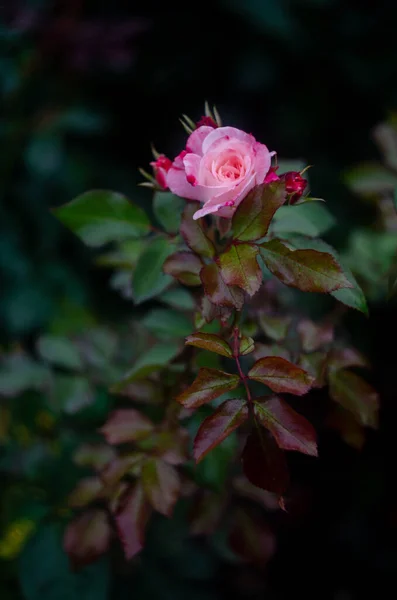 Μια Επιλεκτική Από Κομψά Τριαντάφυλλα Στο Θάμνο Έναν Κήπο — Φωτογραφία Αρχείου