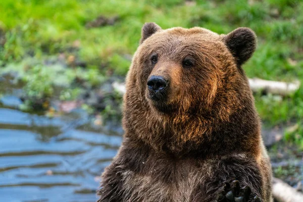 池の中で熊のクローズアップショット — ストック写真