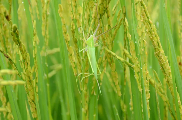 Selective Focus Shot Green Grasshopper Paddy Rice — Stock Photo, Image
