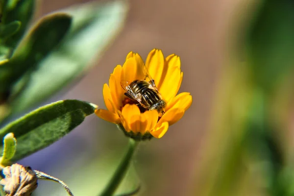 Primer Plano Insecto Una Flor Amarilla — Foto de Stock