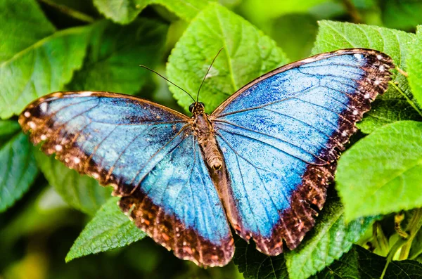 Makro Snímek Krásného Motýla Modrého Morfa Morpho Peleides Zeleném Listu — Stock fotografie