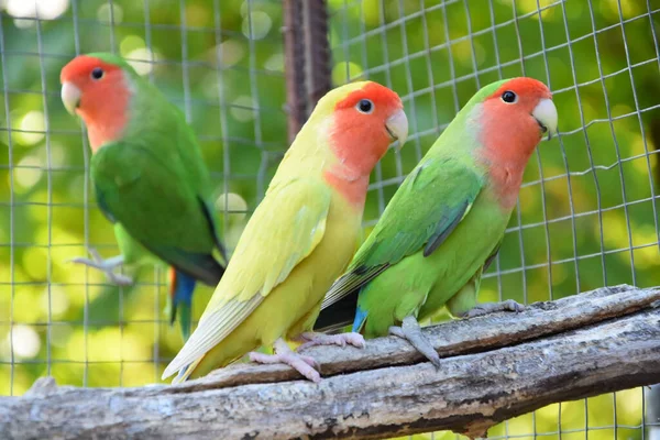 Kafeste Dalda Oturan Renkli Papağanın Seçici Odak Noktası — Stok fotoğraf