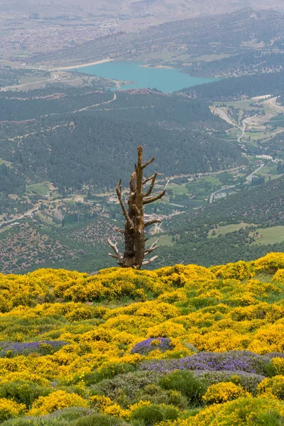 Живописный Вид Национального Парка Челия Атласский Кедровый Лес Cedrus Горе — стоковое фото