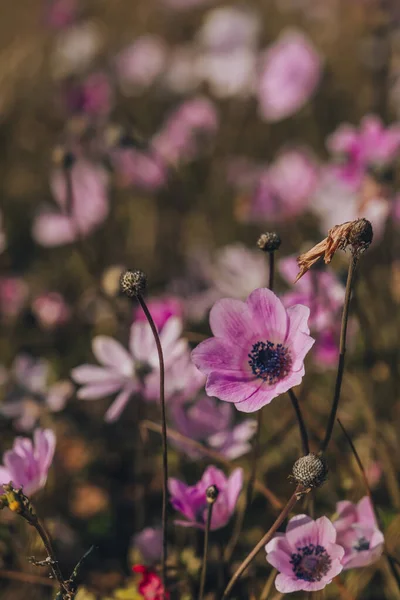 Selektivní Detailní Záběr Fialových Květů Sasanky Poli — Stock fotografie