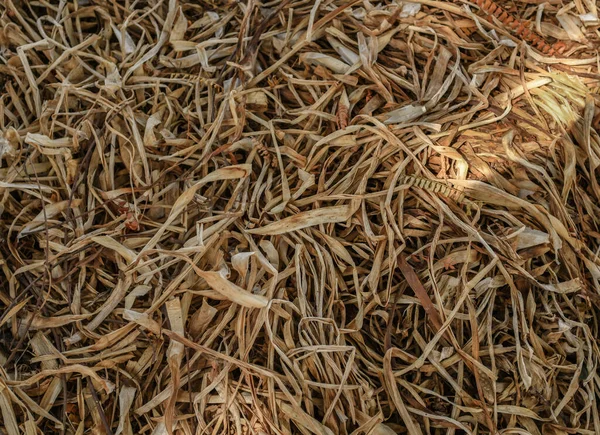 Det Torra Gräset Marken — Stockfoto