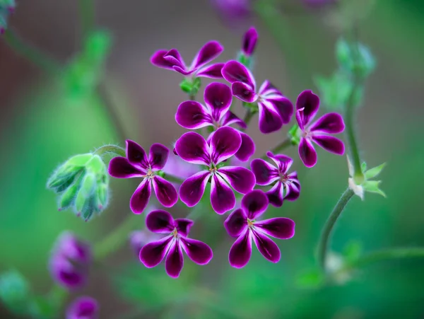 Bahçedeki Güzel Mor Sardunya Çiçeklerinin Yakın Çekimi — Stok fotoğraf