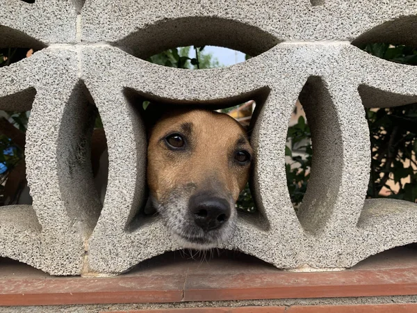 Primer Plano Lindo Perro Asomando Cabeza Través Agujero Ladrillo Mientras — Foto de Stock