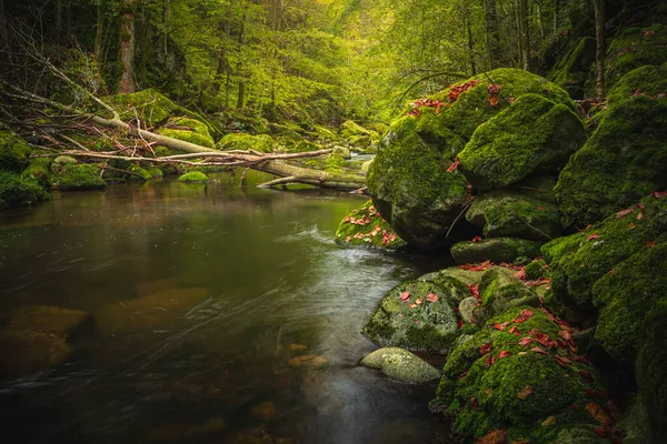 Piękny Krajobraz Naturalny Bawarskim Lesie Zielenią Rzeką Wolfensteiner Ohe Niemczech — Zdjęcie stockowe