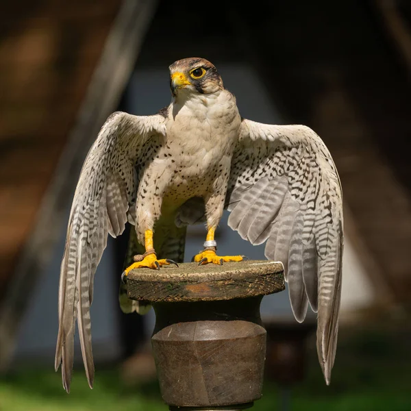 Eine Nahaufnahme Eines Schönen Weißen Falken Der Der Hölzernen Säule — Stockfoto