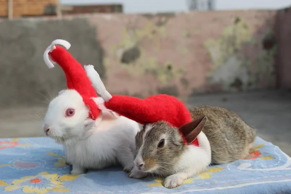 Closeup Shot Small Rabbits — Stock Photo, Image