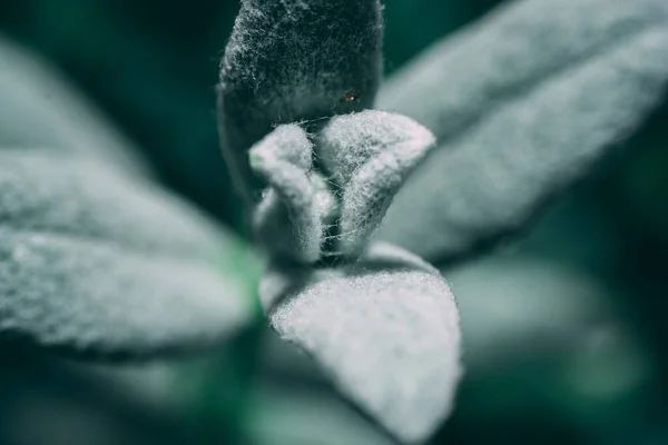 Buzla Kaplı Yeşil Bir Bitkinin Yakın Çekimi — Stok fotoğraf