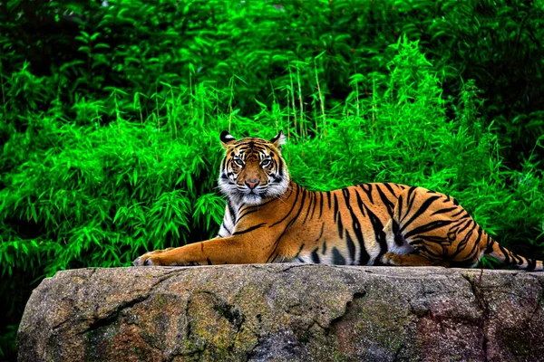 動物園の緑に囲まれた岩の上に横たわる美しいベンガルトラ — ストック写真