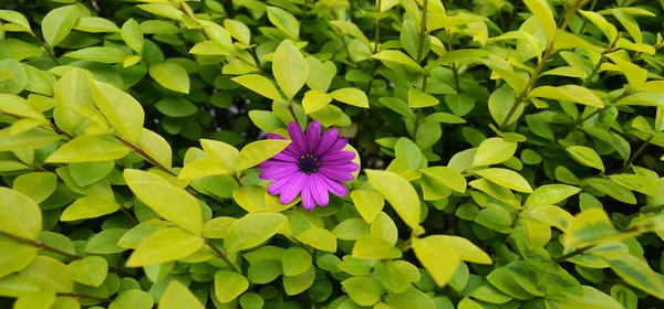 Closeup Purple Daisies Osteospermum Green Bush — Stock Photo, Image