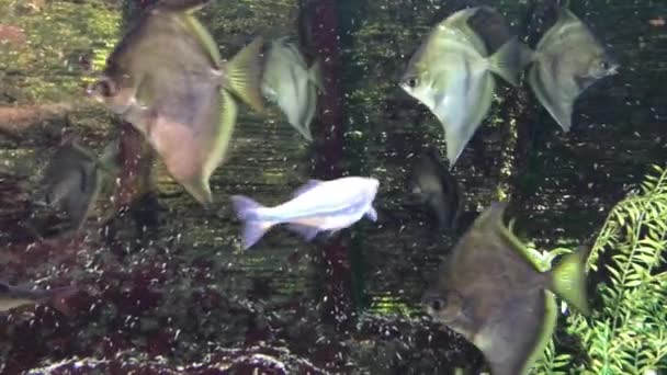 Wunderschöner Unterwasserblick Auf Ein Tropisches Aquarium — Stockvideo