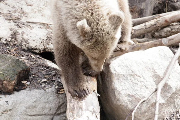 Tiro Close Urso Marrom — Fotografia de Stock