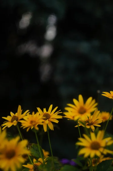 Primer Plano Selectivo Las Flores Ojo Buey Heliopsis Scabra Jardín —  Fotos de Stock