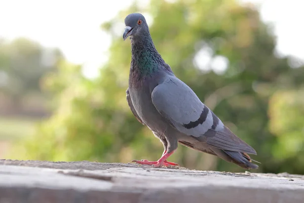 Eine Nahaufnahme Einer Taube — Stockfoto