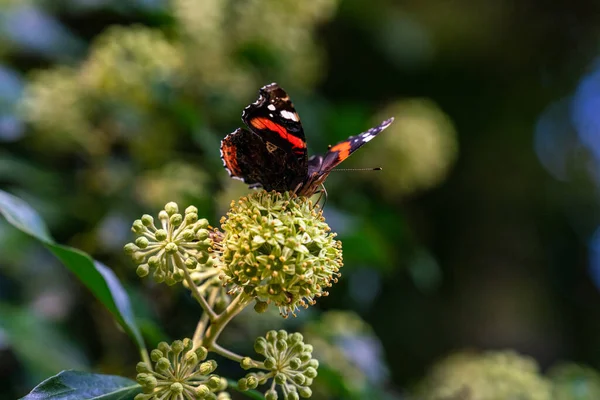 Beau Papillon Amiral Rouge Perché Sur Une Plante — Photo