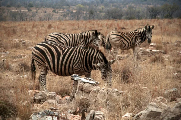 Zebra Bij Lion Safari Park Gauteng Zuid Afrika — Stockfoto