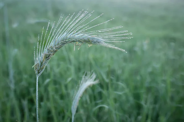 Focus Selettivo Una Coltura Grano Sullo Sfondo Verde Sfocato — Foto Stock