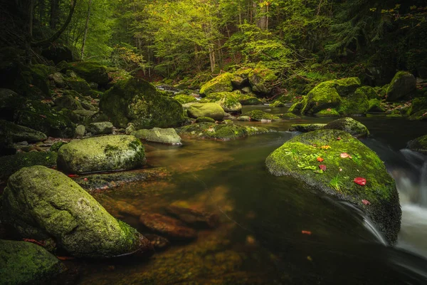 Bellissimo Paesaggio Naturale Nella Foresta Bavarese Con Vegetazione Fiume Wolfensteiner — Foto Stock