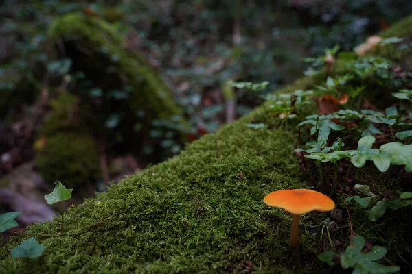 Een Oranje Melkmuts Paddestoel Groeiend Een Woud — Stockfoto