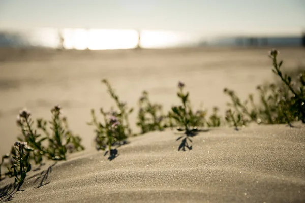 Una Selettiva Fiori Che Crescono Una Spiaggia Sabbiosa Mattino — Foto Stock