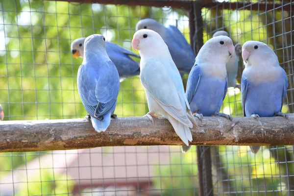 Bir Dalda Oturan Mavi Papağanlarla Dolu Bir Kafesin Seçici Odak — Stok fotoğraf