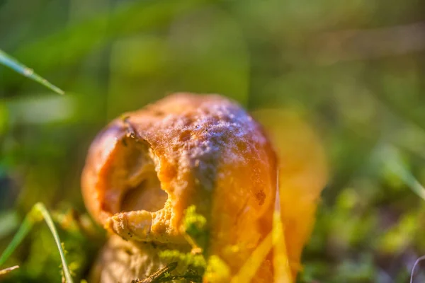 Tiro Seletivo Foco Cogumelo Que Cresce Floresta Verde — Fotografia de Stock