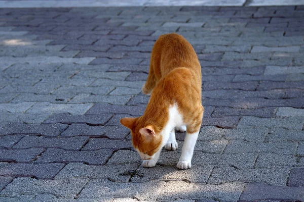 那只猫在公园里散步 — 图库照片