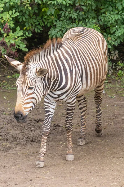 Tiro Vertical Uma Zebra Ambulante — Fotografia de Stock