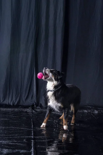 Vertical Shot Australian Shepherd Dog Playing Ball Room — Stock Photo, Image