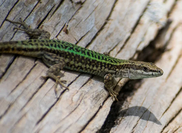 Close Lagarto Parede Andaluz Podarcis Vaucheri — Fotografia de Stock