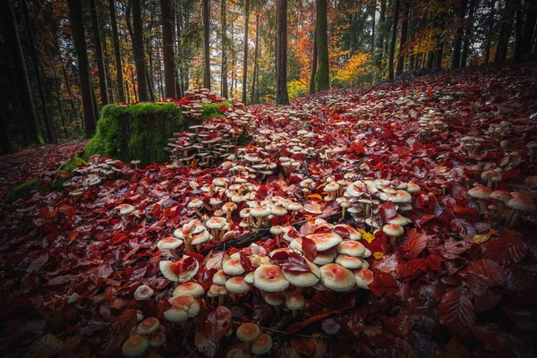 Красивый Осенний Пейзаж Баварских Лесах Деревьями Цветными Опавшими Листьями Германии — стоковое фото