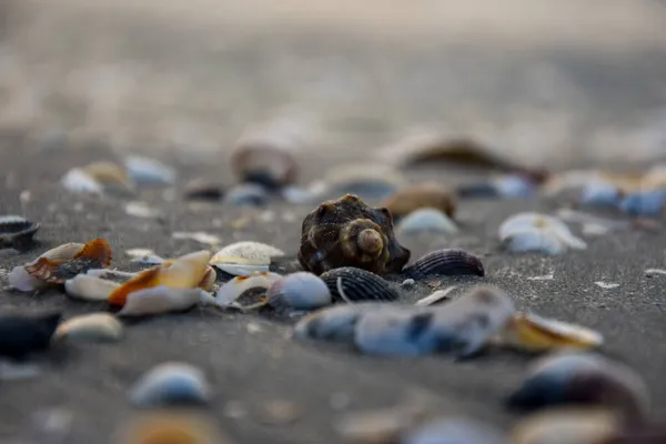 Selective Focus Colorful Seashells Wet Sand Perfect Background — Stock Photo, Image