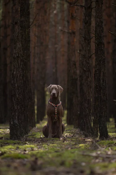 Weimaraner Pies Siedzi Zielonym Lesie Wysokimi Drzewami — Zdjęcie stockowe