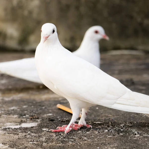 Eine Nahaufnahme Einer Neugierigen Kleinen Weißen Taube Die Draußen Die — Stockfoto