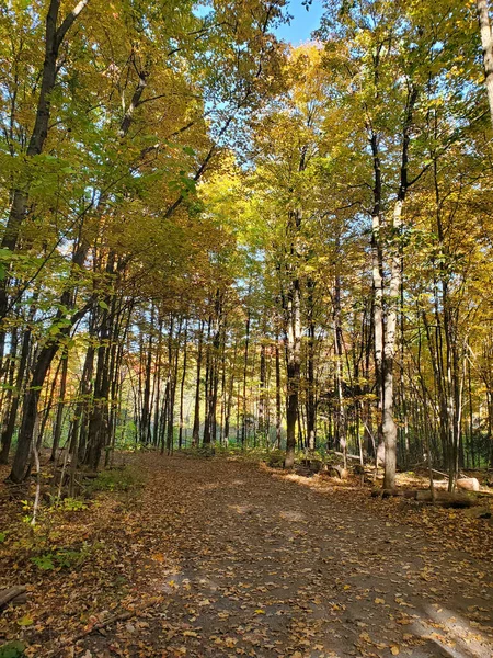 Sentier Mène Forêt Automne — Photo