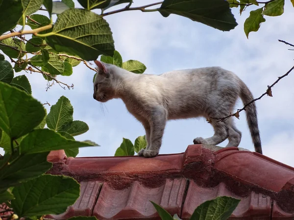 Närbild Söt Katt Ett Hus Tak — Stockfoto