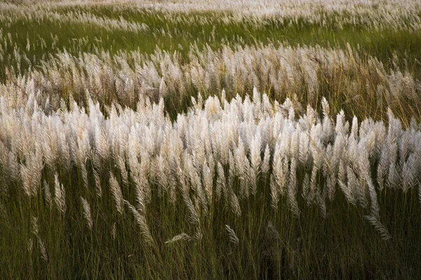 Ein Wind Schwankendes Weizenfeld — Stockfoto