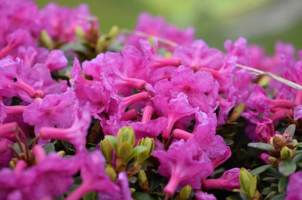 Ein Selektiver Fokus Wunderschöner Rosa Rhododendron Bergblumen — Stockfoto