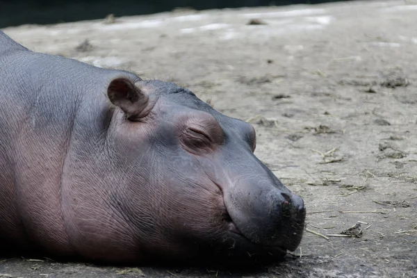 Tiro Perto Hipopótamo Escorregadio — Fotografia de Stock