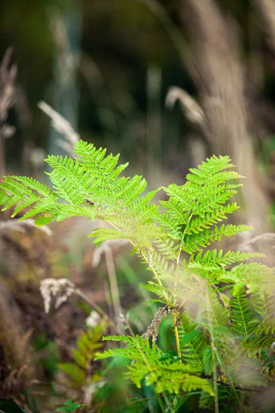 Yeşil Eğreltiotu Dallarından Seçici — Stok fotoğraf