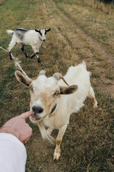 Una Hermosa Cabra Madre Blanca Mordiendo Dedo Humano Mientras Está — Foto de Stock