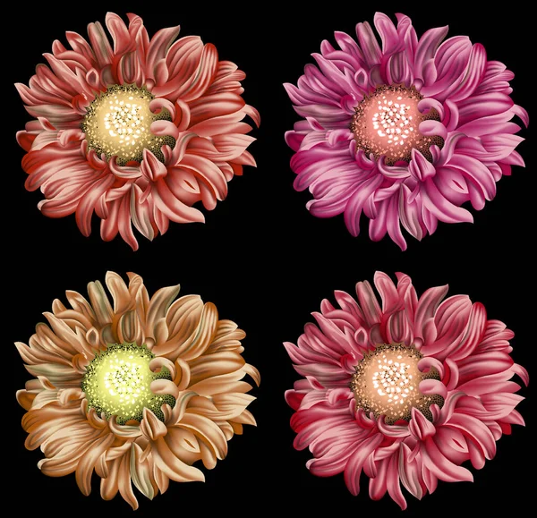 Een Illustratie Van Prachtige Dahlia Bloemen Natuurlijke Achtergrond Behang — Stockfoto