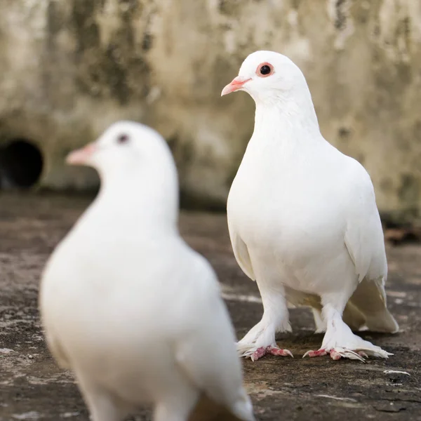 Une Mise Point Sélective Une Jolie Colombe Blanche Regardant Sur — Photo