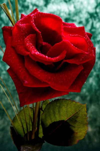 Ένα Κάθετο Πλάνο Ενός Όμορφου Κόκκινου Τριαντάφυλλου Που Μεγαλώνει Στον — Φωτογραφία Αρχείου