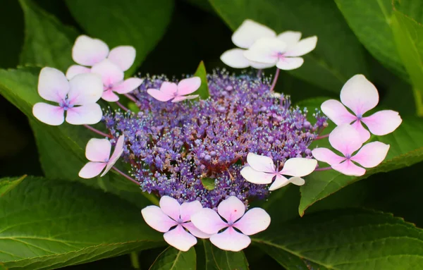 Bahçede Açan Güzel Çiçeklerin Seçici Odak Noktası — Stok fotoğraf