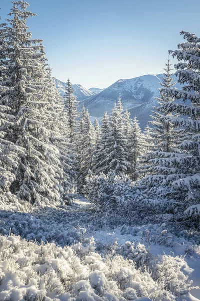 Vinter Utsikt Över Dalen Fem Sjöar Eller Dolina Pieciu Stawow — Stockfoto